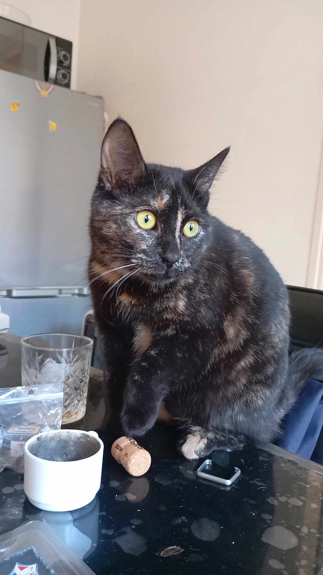 Marley a rejoint le concours — aidez-le/la à gagner de superbes lots ! cat, tortoiseshell, kitchen, table, glass, cork, cup, pet, animal, feline, curious, yellow_eyes, indoor, domestic, black, brown, fur, whiskers, sitting, looking