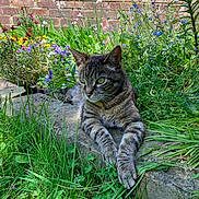 Poppy joined the competition — help win amazing prizes! cat, tabby, green_eyes, garden, flowers, grass, stone, brick_wall, outdoor, nature, relaxed, animal, pet, sunlight, plant, flora, wildflowers, daylight, resting, mammal