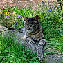 cat, tabby, green_eyes, garden, flowers, grass, stone, brick_wall, outdoor, nature, relaxed, animal, pet, sunlight, plant, flora, wildflowers, daylight, resting, mammal