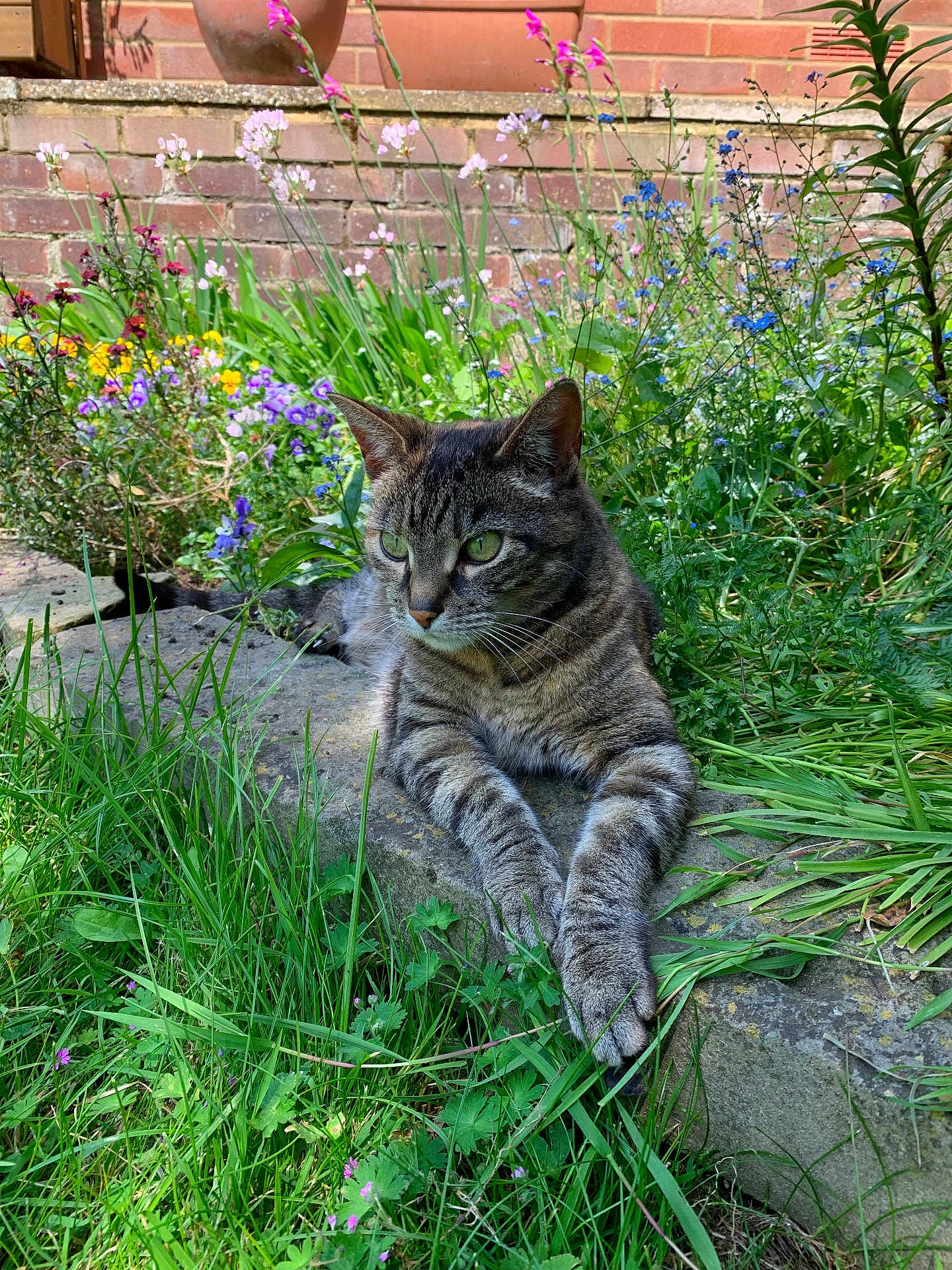 Poppy joined the competition — help win amazing prizes! cat, tabby, green_eyes, garden, flowers, grass, stone, brick_wall, outdoor, nature, relaxed, animal, pet, sunlight, plant, flora, wildflowers, daylight, resting, mammal