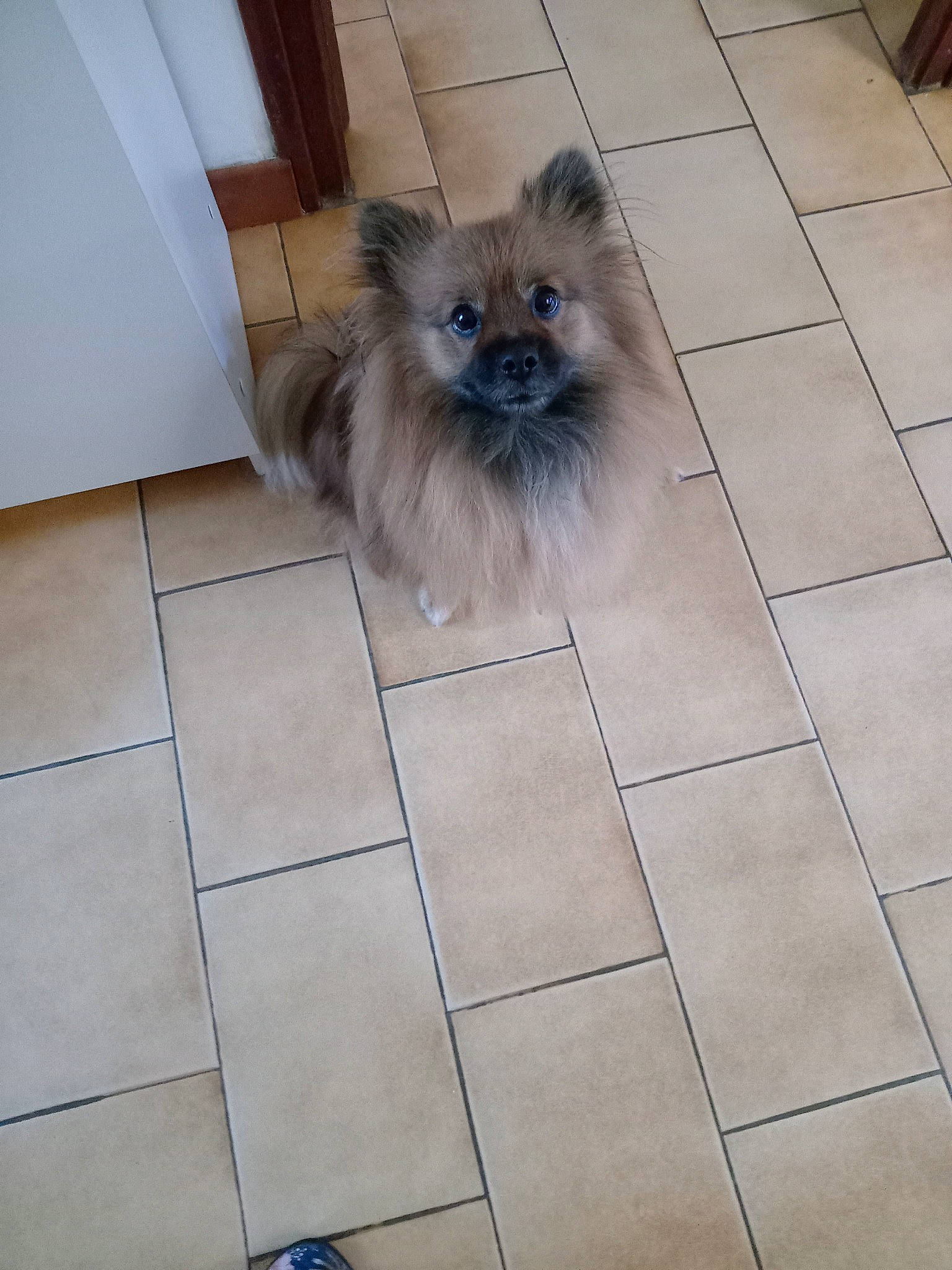 Saphyr participe au concours pour gagner de l'argent avec cette photo : birman, canidae, carnivore, cat, companion_dog, dog_breed, fawn, felidae, floor, flooring, fur, hardwood, road_surface, siamese, small_to_medium_sized_cats, snout, tail, tile_flooring, toy_dog, whiskers