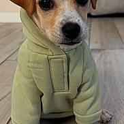 Mazzie joined the competition — help win amazing prizes! puppy, dog, hoodie, clothing, pet, indoor, floor, wooden_floor, cute, small_dog, brown_dog, sitting, portrait, animal, young_dog, canine, fur, ears, paws, face
