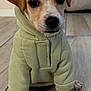 puppy, dog, hoodie, clothing, pet, indoor, floor, wooden_floor, cute, small_dog, brown_dog, sitting, portrait, animal, young_dog, canine, fur, ears, paws, face
