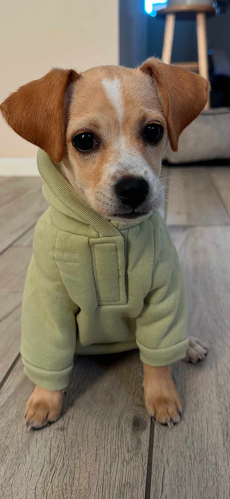Mazzie joined the competition — help win amazing prizes! puppy, dog, hoodie, clothing, pet, indoor, floor, wooden_floor, cute, small_dog, brown_dog, sitting, portrait, animal, young_dog, canine, fur, ears, paws, face