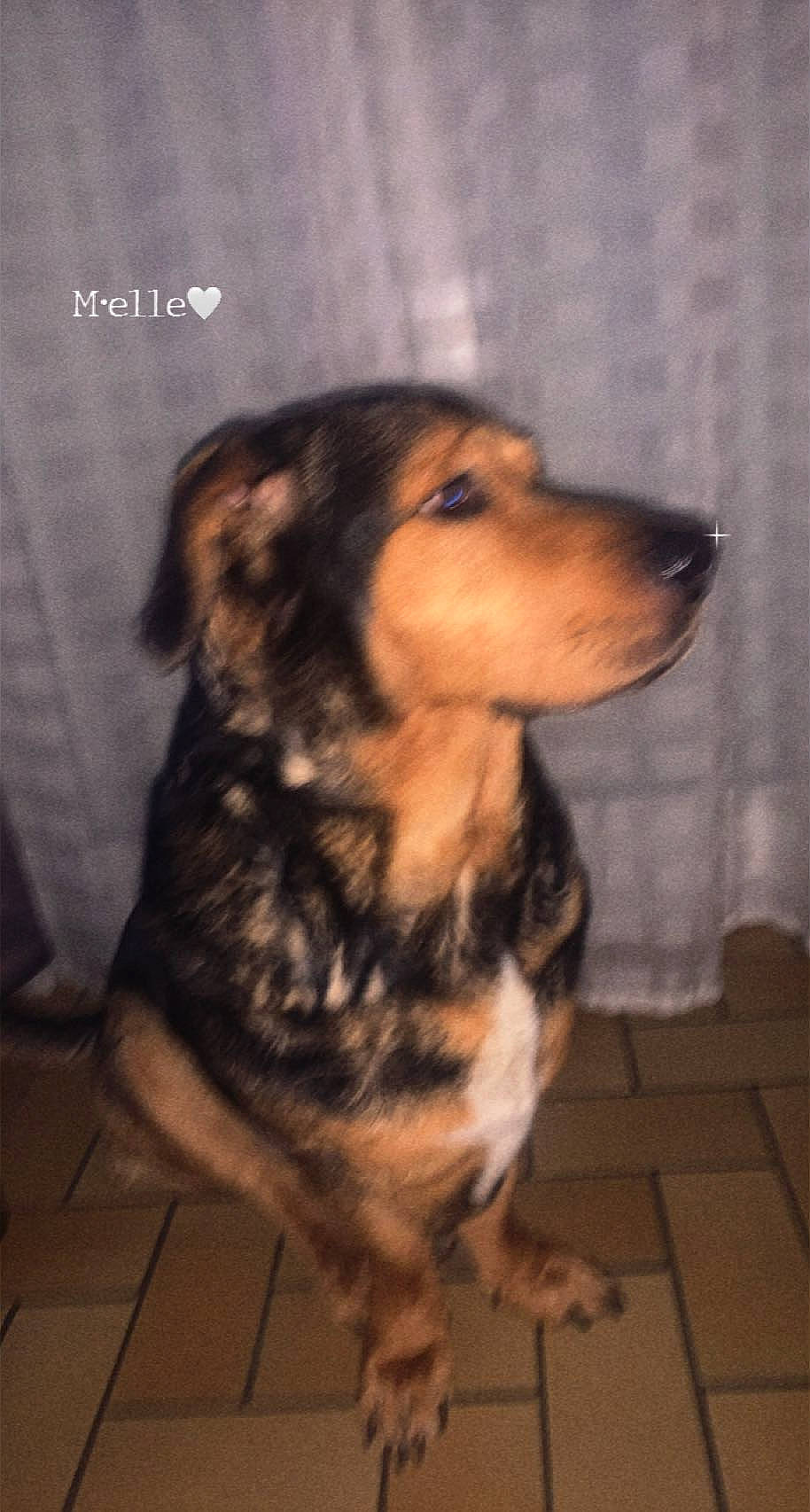 Dick a rejoint le concours — aidez-le/la à gagner de superbes lots ! canidae, carnivore, companion_dog, curtain, dog, dog_breed, flooring, fur, paw, snout, sporting_group, terrestrial_animal, whiskers, working_dog