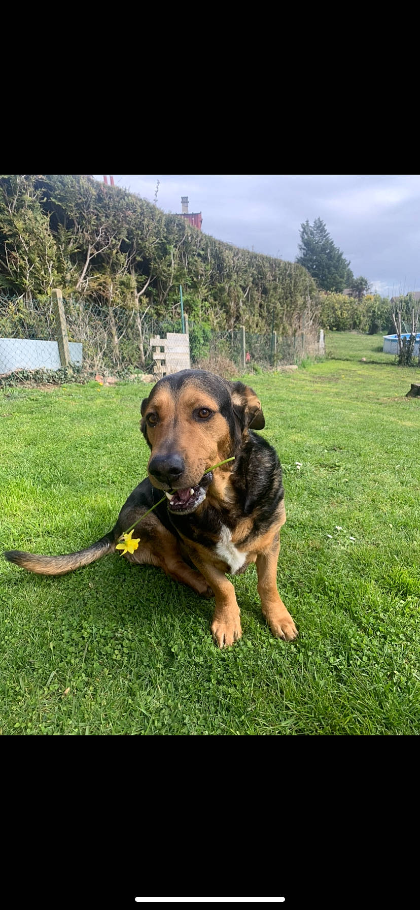 Dick a rejoint le concours — aidez-le/la à gagner de superbes lots ! carnivore, cloud, companion_dog, dog, dog_breed, grass, grassland, guard_dog, happy, landscape, lawn, leisure, pasture, plant, recreation, sky, sporting_group, tree, working_animal, working_dog