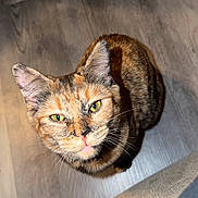 Mimi is registered to the contest to win money with this photo: animal, cat, close_up, collar, curious, cute, domestic_cat, feline, flooring, fur, green_eyes, indoor, light, looking_up, pet, shadow, sitting, tortoiseshell, whiskers, wooden_floor