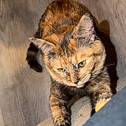 Mimi joined the competition — help win amazing prizes! cat, tortoiseshell, pet, animal, fur, yellow_eyes, whiskers, paw, claw, curious, reaching, indoor, floor, wooden_floor, texture, closeup, mammal, feline, domestic_animal, playful