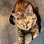 cat, tortoiseshell, pet, animal, fur, yellow_eyes, whiskers, paw, claw, curious, reaching, indoor, floor, wooden_floor, texture, closeup, mammal, feline, domestic_animal, playful