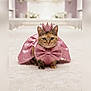 cat, animal, pet, costume, pink, bow, crown, cape, glitter, feline, portrait, cute, indoor, carpet, green_eyes, fluffy, small, adorable, majestic, animal_portrait