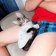 Momo joined the competition — help win amazing prizes! abyssinian, animal, armchair, cat, chair, clothing, couch, cushion, face, furniture, head, homedecor, kitten, manx, person, pet, photography, shorts, sleeping, t_shirt