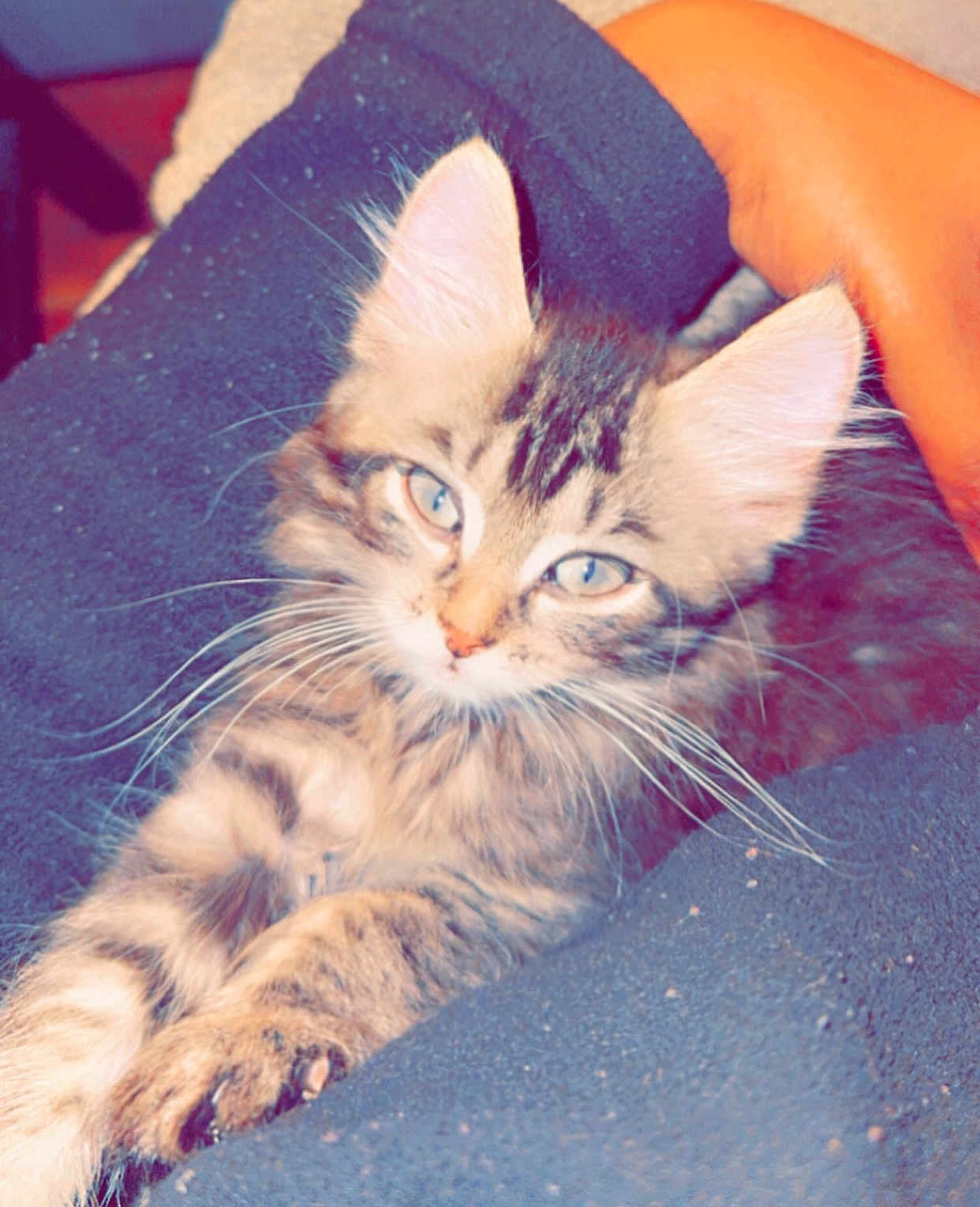 Momo joined the competition — help win amazing prizes! abyssinian, angora, animal, blanket, cat, chair, couch, cushion, furniture, homedecor, kitten, manx, person, pet, siamese, sleeping