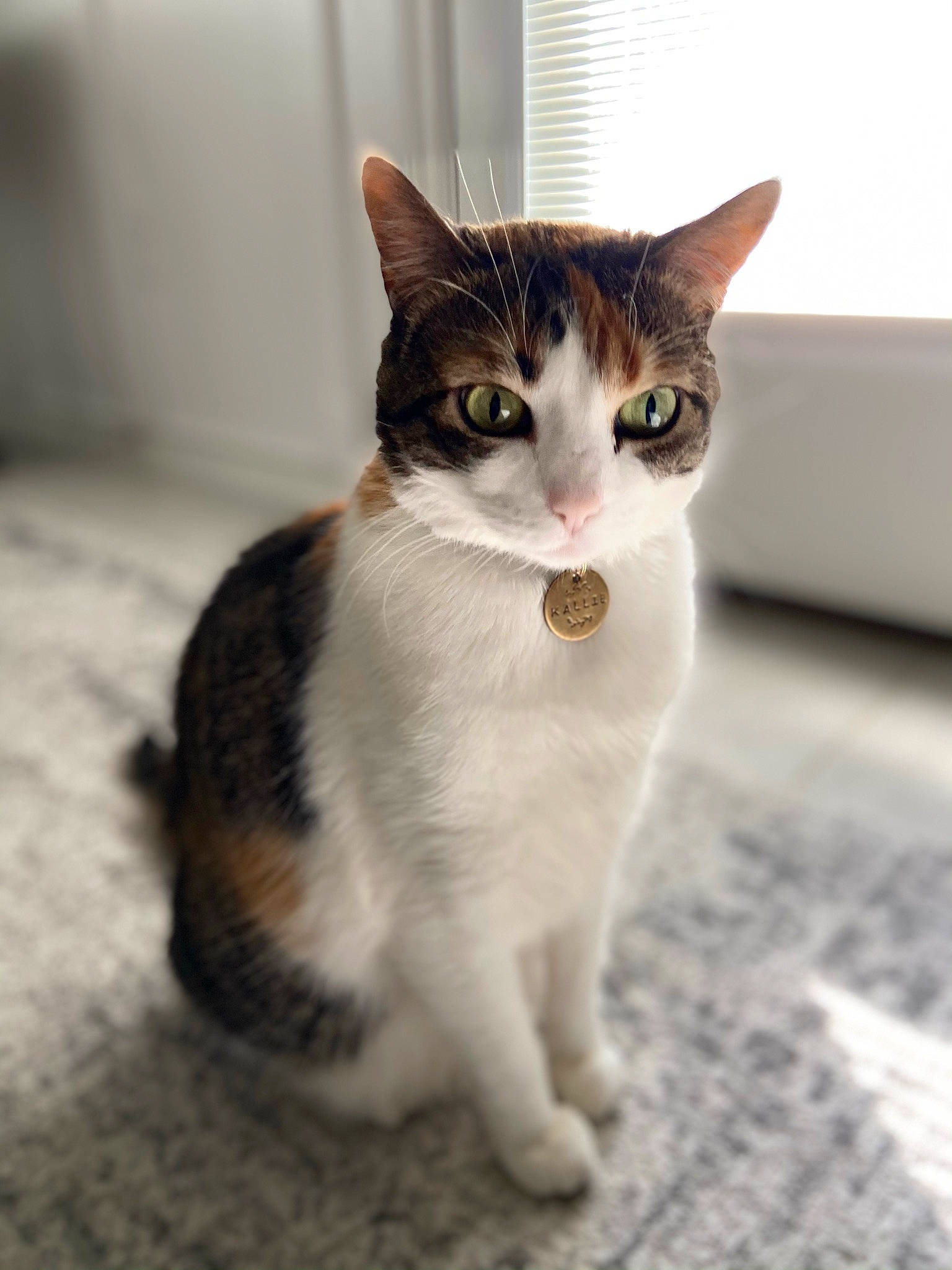 Kallie joined the competition — help win amazing prizes! carnivore, cat, claw, domestic_short_haired_cat, eye, felidae, flooring, foot, fur, paw, sitting, small_to_medium_sized_cats, tail, terrestrial_animal, whiskers