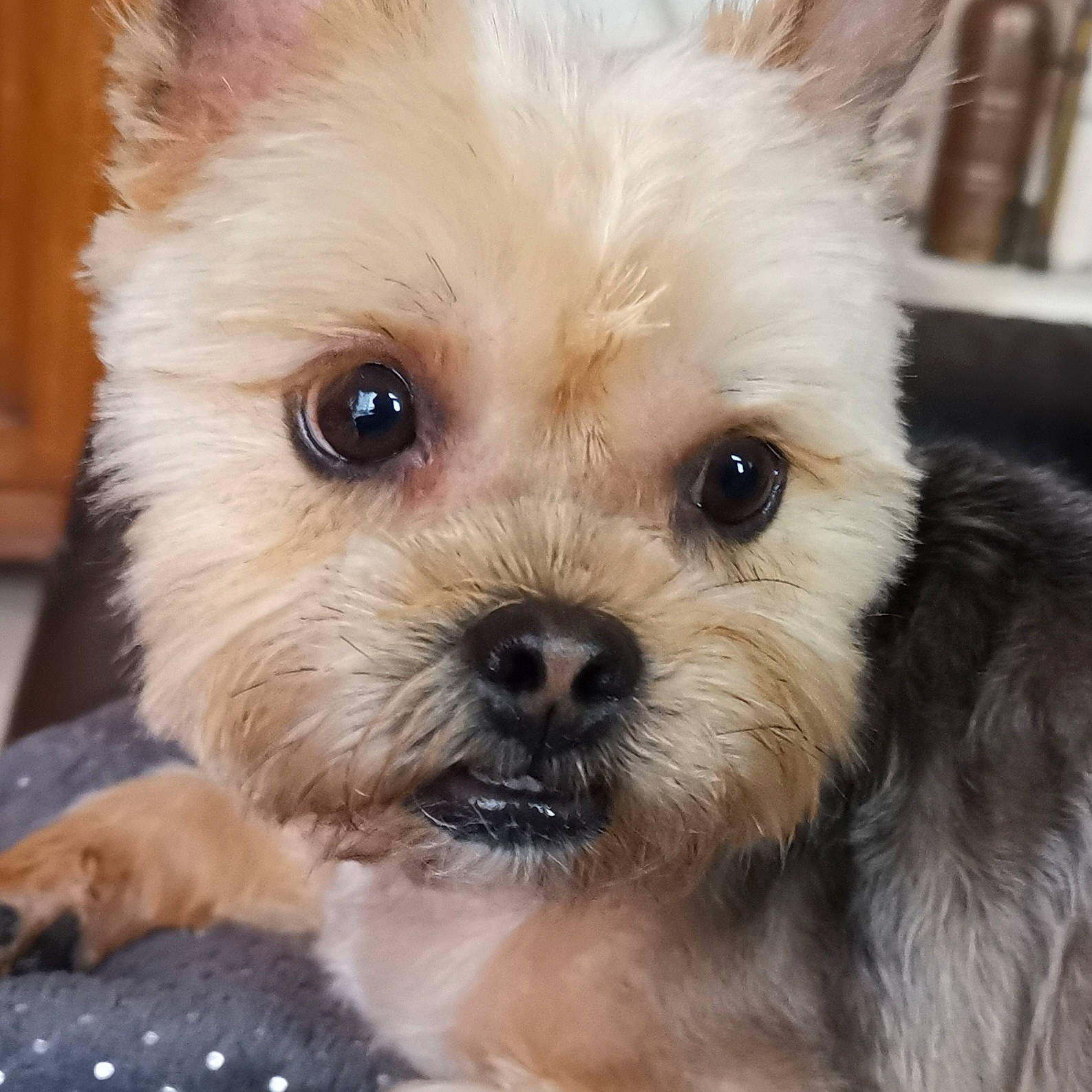 Snoopy a rejoint le concours — aidez-le/la à gagner de superbes lots ! biewer_terrier, canidae, carnivore, companion_dog, dog, dog_breed, ear, fawn, fur, liver, maltepoo, non_sporting_group, small_terrier, snout, sporting_group, terrestrial_animal, terrier, toy_dog, whiskers, working_animal