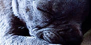 Sebastian is registered to the contest to win money with this photo: animal, close_up, cozy, cute, denim, dog, fabric, face, fur, indoor, napping, paw, pet, puppy, relaxing, resting, sleeping, soft_light, texture, young