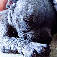 Sebastian is registered to the contest to win money with this photo: animal, close_up, companion, cozy, cute, denim, dog, fur, indoor, paw, peaceful, pet, puppy, relaxation, resting, sleeping, snuggling, soft_lighting, texture, young_dog