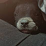 Sebastian is registered to the contest to win money with this photo: animal, black_fur, blanket, closeup, comfort, cozy, cute, dog, face, fur, indoor, nose, pet, portrait, puppy, resting, sleepy, snuggle, soft, warm