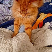 Thumper is registered to the contest to win money with this photo: cat, orange_cat, fluffy, blanket, bedding, indoor, pet, curious, feline, fur, paw, bed, comfort, cozy, striped, animal, cute, domestic_animal, resting, soft