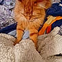cat, orange_cat, fluffy, blanket, bedding, indoor, pet, curious, feline, fur, paw, bed, comfort, cozy, striped, animal, cute, domestic_animal, resting, soft