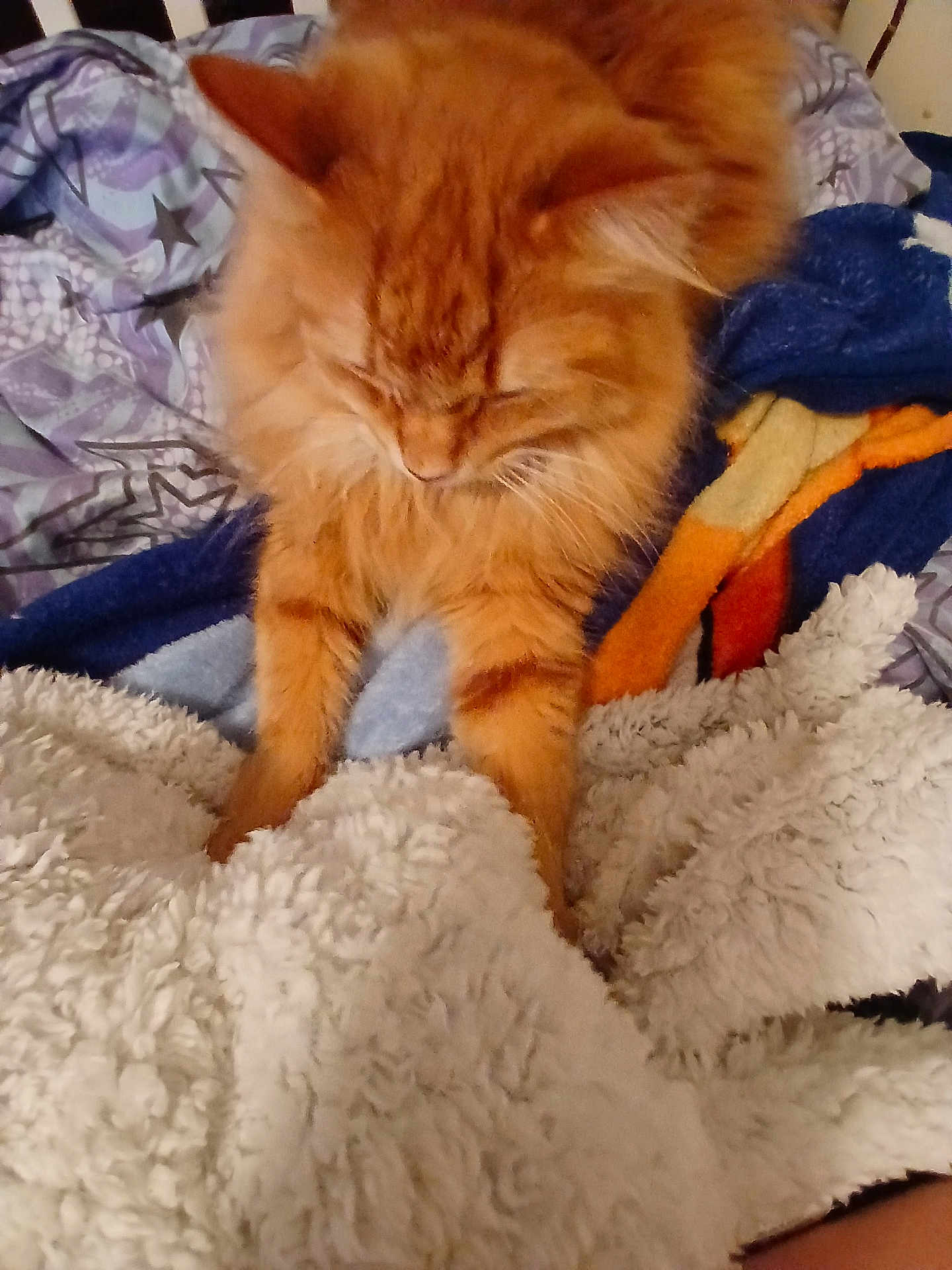 Thumper is registered to the contest to win money with this photo: cat, orange_cat, fluffy, blanket, bedding, indoor, pet, curious, feline, fur, paw, bed, comfort, cozy, striped, animal, cute, domestic_animal, resting, soft