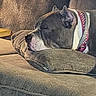 animal, brown, canine, closeup, collar, comfort, couch, cozy, dog, domestic, furniture, indoor, nap, pet, pillow, relaxed, resting, side_view, sleeping, white