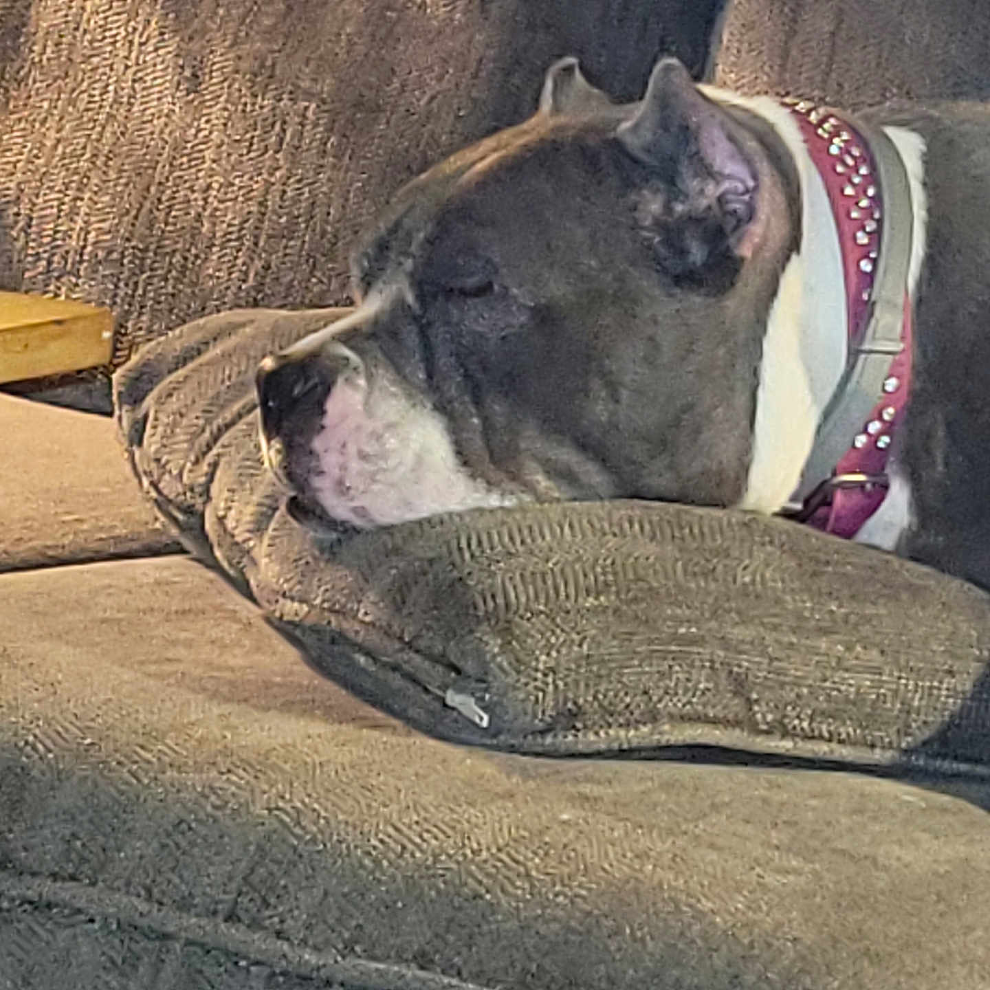 Stella