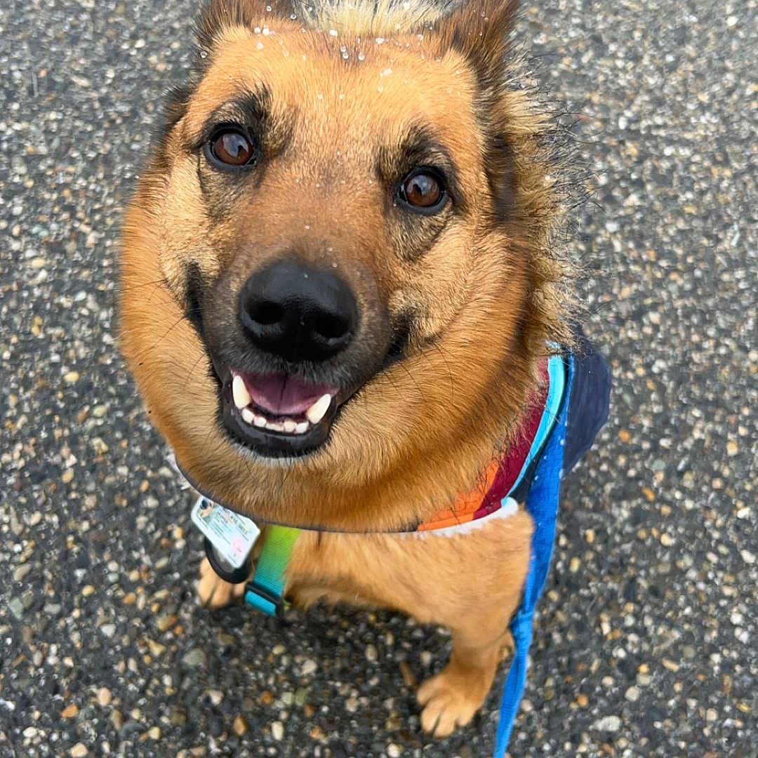 Jasper is registered to the contest to win money with this photo: accessories, animal, bodypart, canine, collar, dog, germanshepherd, hound, leash, mouth, person, pet, policedog, puppy, road, snout, strap, tarmac