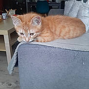 Caramel participe au concours pour gagner de l'argent avec cette photo : abyssinian, animal, architecture, building, cat, chair, couch, desk, furniture, hardwood, homedecor, indoors, kitten, livingroom, manx, pet, plywood, room, table, wood