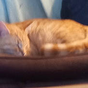 Butterscotch is registered to the contest to win money with this photo: cat, sleeping, ginger_cat, cushion, indoor, blur, cozy, resting, pet, fur, animal, domestic, relaxation, curled_up, nap, feline, soft, quiet, background, home