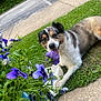 Klaus is registered to the contest to win money with this photo: dog, grass, flowers, purple_flowers, pavement, sidewalk, outdoor, pet, happy, tongue_out, greenery, nature, plant, leaf, road, car, summer, animal, canine, relaxed