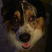 Klaus joined the competition — help win amazing prizes! dog, pet, animal, close_up, smiling, indoor, face, fur, eyes, nose, mouth, teeth, canine, friendly, looking_up, expression, household, carpet, tablecloth, furniture