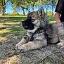 Arden participe au concours pour gagner de l'argent avec cette photo : animal, canine, collar, daytime, dirt, dog, fluffy, grass, leash, nature, outdoor, park, person, pet, puppy, resting, side_view, sunlight, tree, young