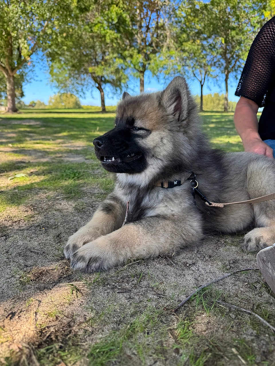 Arden participe au concours pour gagner de l'argent avec cette photo : animal, canine, collar, daytime, dirt, dog, fluffy, grass, leash, nature, outdoor, park, person, pet, puppy, resting, side_view, sunlight, tree, young
