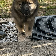 Arden a rejoint le concours — aidez-le/la à gagner de superbes lots ! animal, canine, concrete, curious, daylight, dog, fluffy, front_view, fur, grass, metal_grate, nature, outdoor, pet, puppy, shadow, stones, walking, yard, young_dog