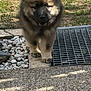 animal, canine, concrete, curious, daylight, dog, fluffy, front_view, fur, grass, metal_grate, nature, outdoor, pet, puppy, shadow, stones, walking, yard, young_dog