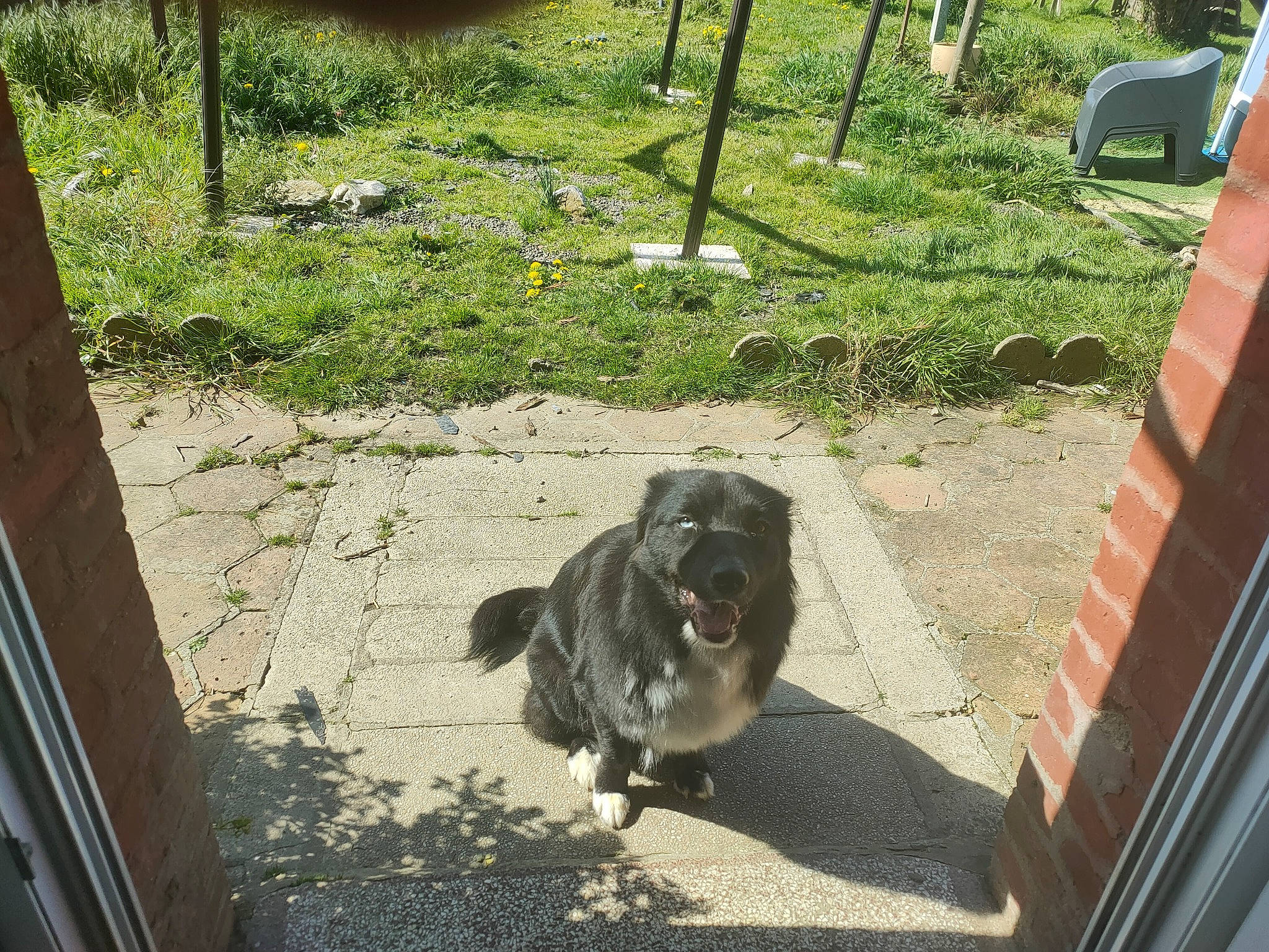 Uméko a rejoint le concours — aidez-le/la à gagner de superbes lots ! canidae, carnivore, chair, companion_dog, dog, dog_breed, fur, grass, gun_dog, herding_dog, japanese_chin, pekingese, shade, snout, soil, spaniel, sporting_group, tibetan_spaniel, wood, working_animal