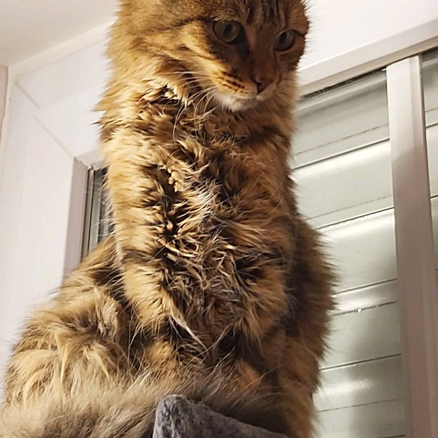 Isis a rejoint le concours — aidez-le/la à gagner de superbes lots ! carnivore, cat, domestic_short_haired_cat, fashion_accessory, fawn, felidae, fur, natural_material, small_to_medium_sized_cats, snout, tail, terrestrial_animal, tree, whiskers