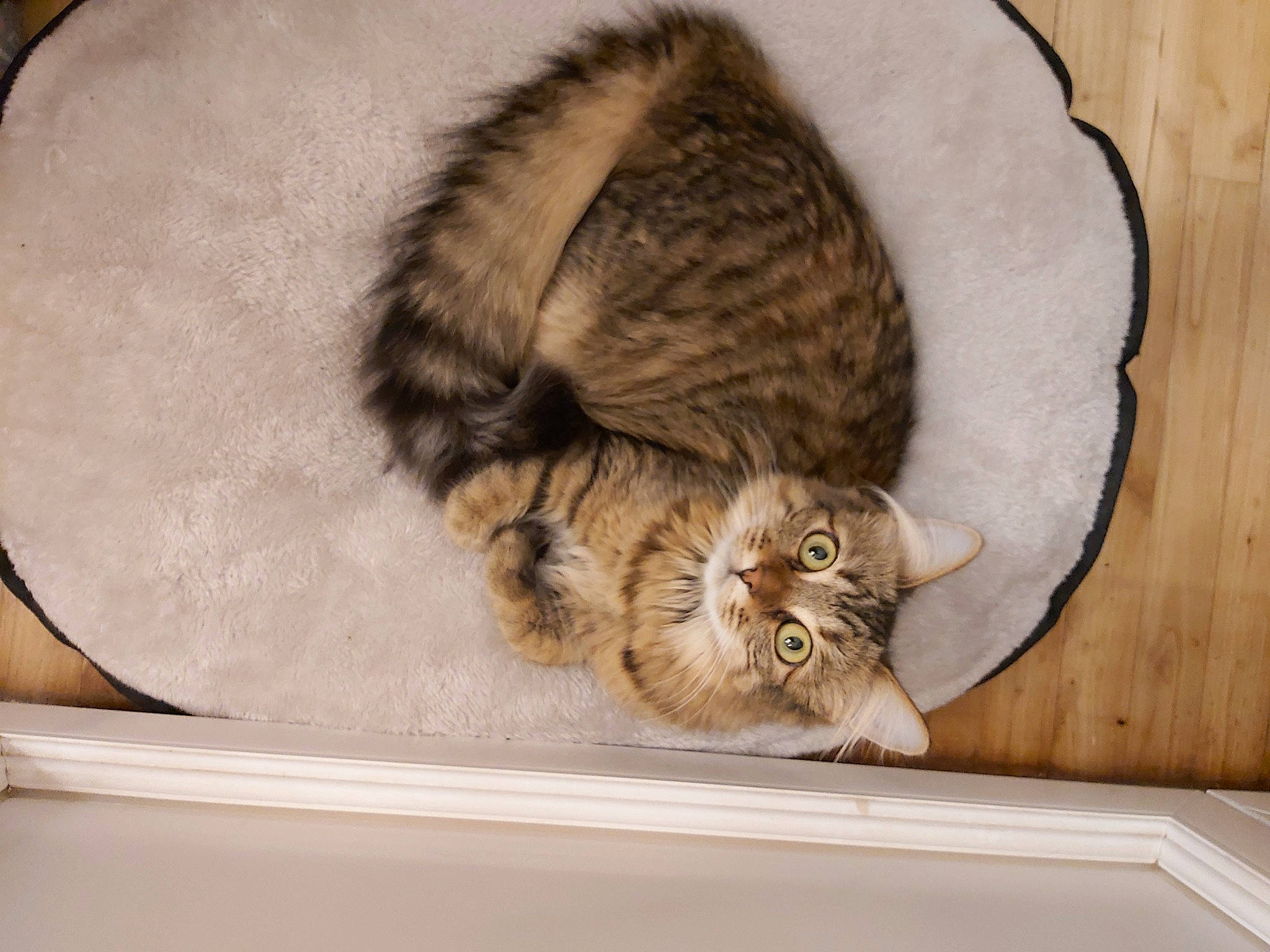 Isis a rejoint le concours — aidez-le/la à gagner de superbes lots ! carnivore, cat, claw, comfort, domestic_short_haired_cat, felidae, fur, hardwood, nap, small_to_medium_sized_cats, snout, tail, terrestrial_animal, vertebrate, whiskers, wood