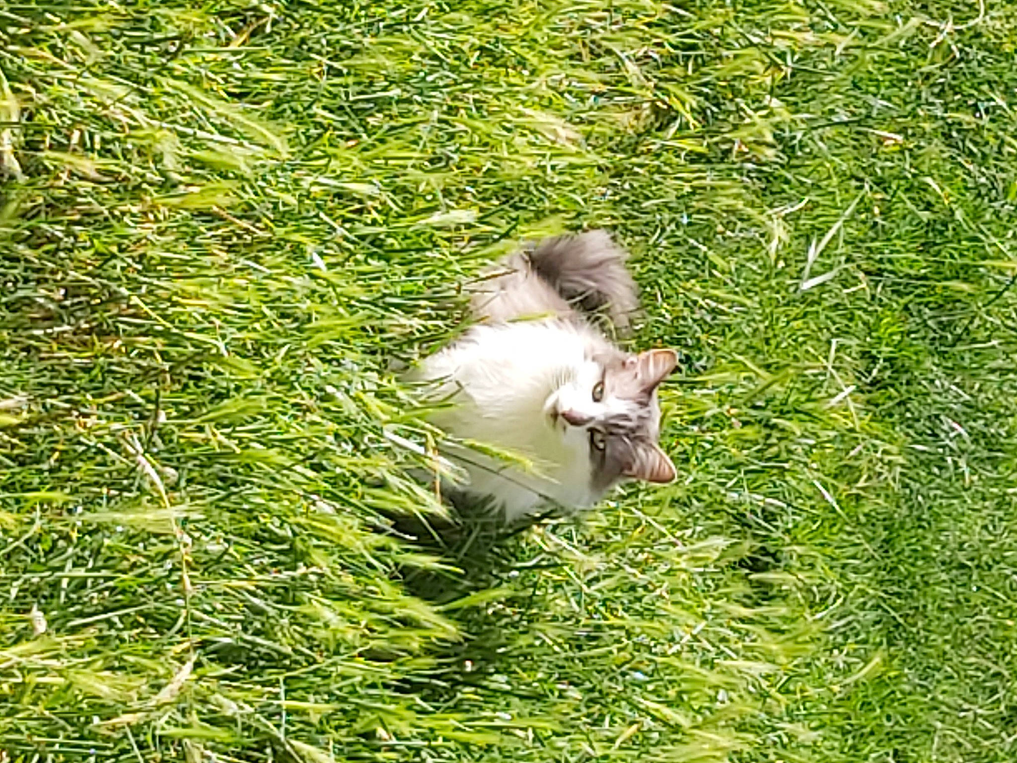 Link a rejoint le concours — aidez-le/la à gagner de superbes lots ! beak, canidae, fawn, grass, grassland, groundcover, macaque, pasture, people_in_nature, plant, primate, shrub, sporting_group, tail, terrestrial_animal