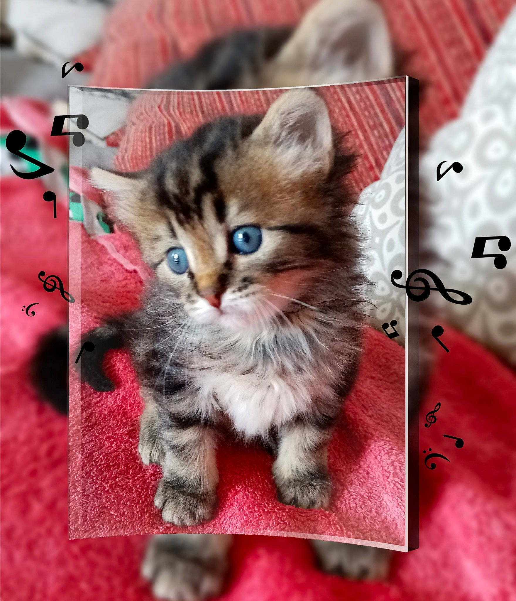 Rio participe au concours pour gagner de l'argent avec cette photo : box, carnivore, cat, claw, domestic_short_haired_cat, fawn, felidae, font, fur, pattern, paw, photo_caption, sleeve, small_to_medium_sized_cats, snout, tail, whiskers