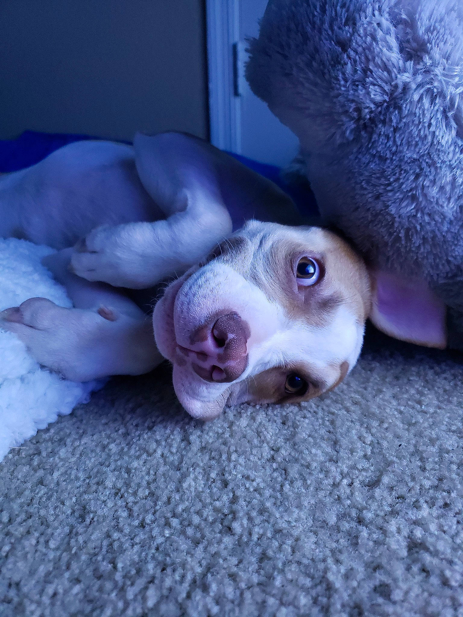 Monkey joined the competition — help win amazing prizes! american_bulldog, american_pit_bull_terrier, american_staffordshire_terrier, canidae, carnivore, dog, dog_breed, fawn, great_dane, non_sporting_group, nose, pachon_navarro, pit_bull, pointer, puppy, snout, sporting_group, weimaraner