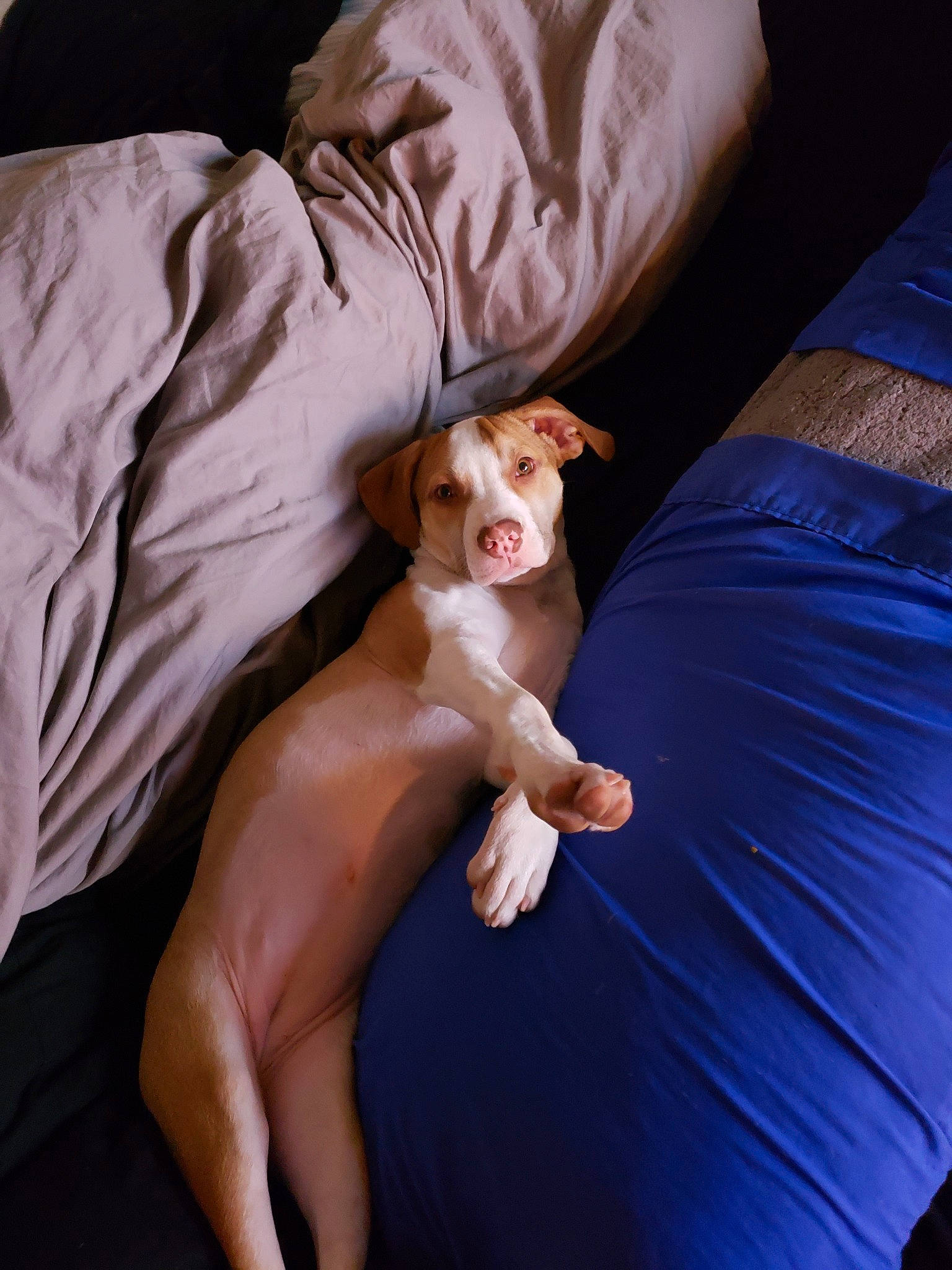 Monkey joined the competition — help win amazing prizes! canidae, carnivore, cat, fawn, furniture, leg, muscle