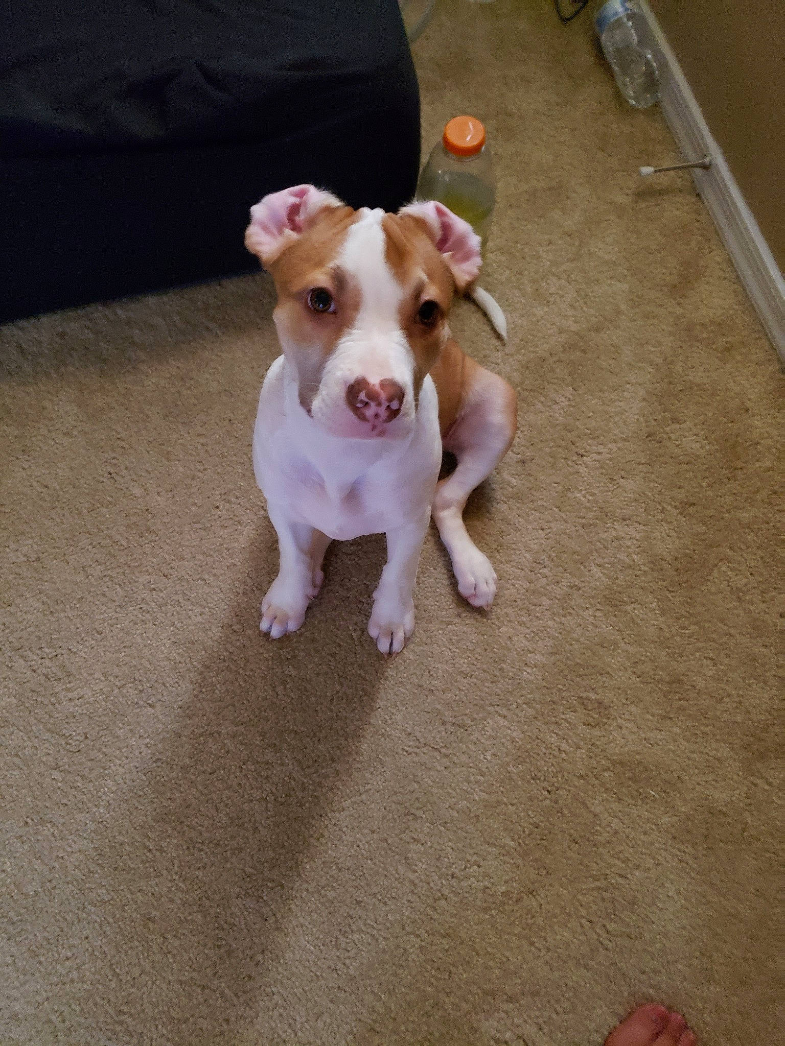 Monkey is registered to the contest to win money with this photo: canidae, carnivore, companion_dog, dog, dog_breed, fawn, feist, floor, flooring, jack_russell_terrier, mammal, miniature_fox_terrier, nose, paw, plummer_terrier, puppy, rare_breed_dog, snout, teddy_roosevelt_terrier, vertebrate