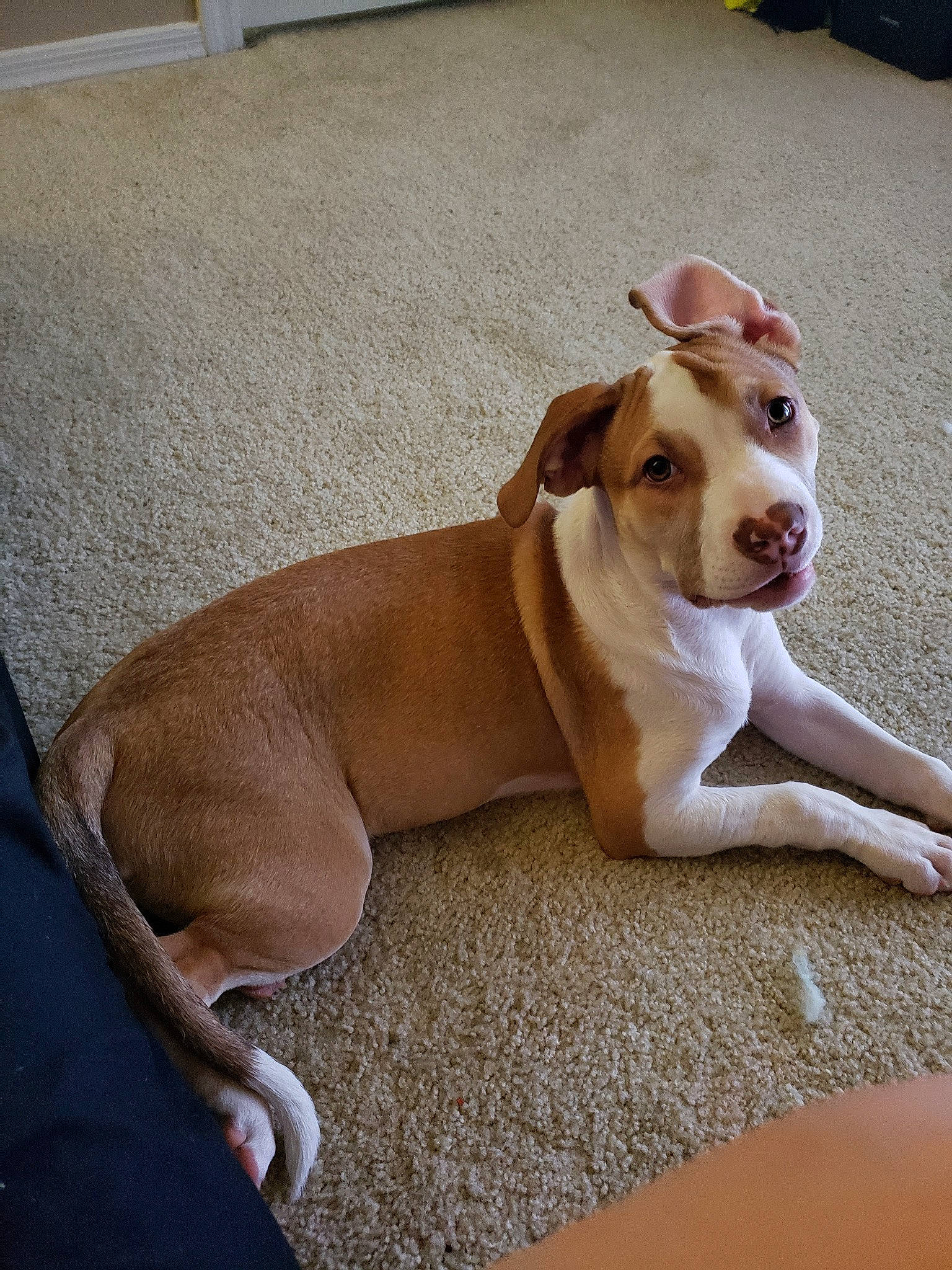 Monkey joined the competition — help win amazing prizes! canidae, carnivore, companion_dog, dog, dog_breed, fawn, mammal, posavac_hound, rare_breed_dog, sporting_group, vertebrate