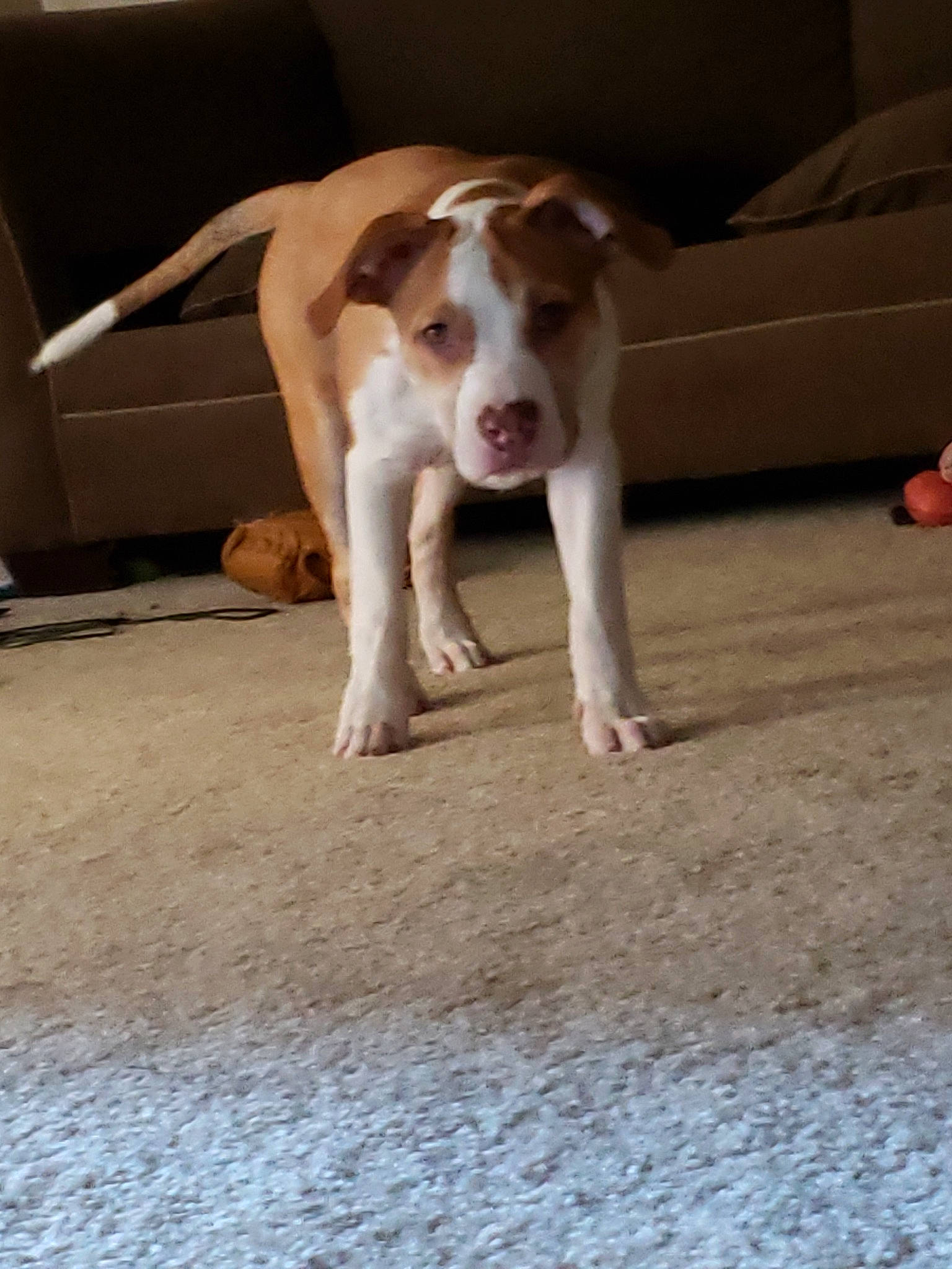 Monkey joined the competition — help win amazing prizes! american_pit_bull_terrier, canidae, carnivore, dog, dog_breed, fawn, hunting_dog, mammal, non_sporting_group, pit_bull, sporting_group, vertebrate