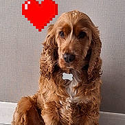 Rusty a rejoint le concours — aidez-le/la à gagner de superbes lots ! dog, cocker_spaniel, pet, indoor, floor, tile, wall, heart, pixel_art, love, animal, fur, collar, tag, sitting, cute, brown, portrait, companion, domestic