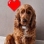 dog, cocker_spaniel, pet, indoor, floor, tile, wall, heart, pixel_art, love, animal, fur, collar, tag, sitting, cute, brown, portrait, companion, domestic