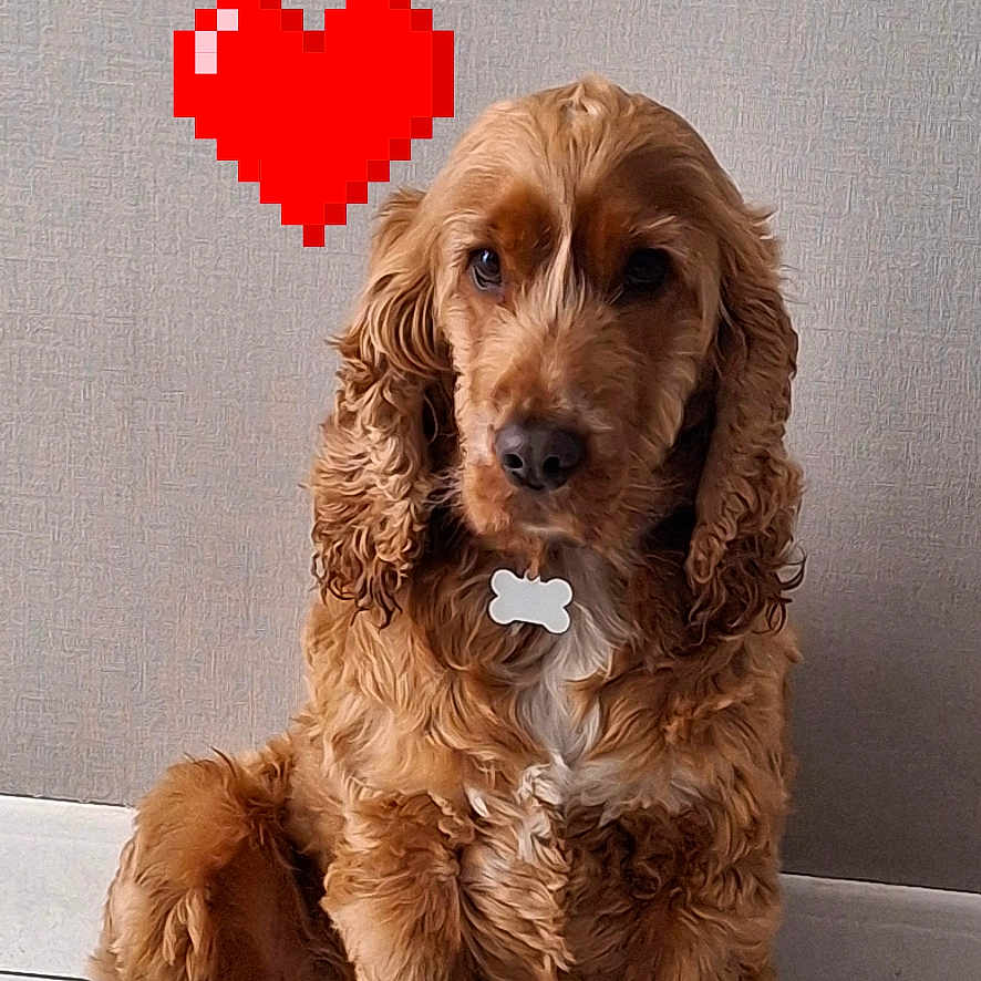 Rusty a rejoint le concours — aidez-le/la à gagner de superbes lots ! animal, brown, cocker_spaniel, collar, companion, cute, dog, domestic, floor, fur, heart, indoor, love, pet, pixel_art, portrait, sitting, tag, tile, wall