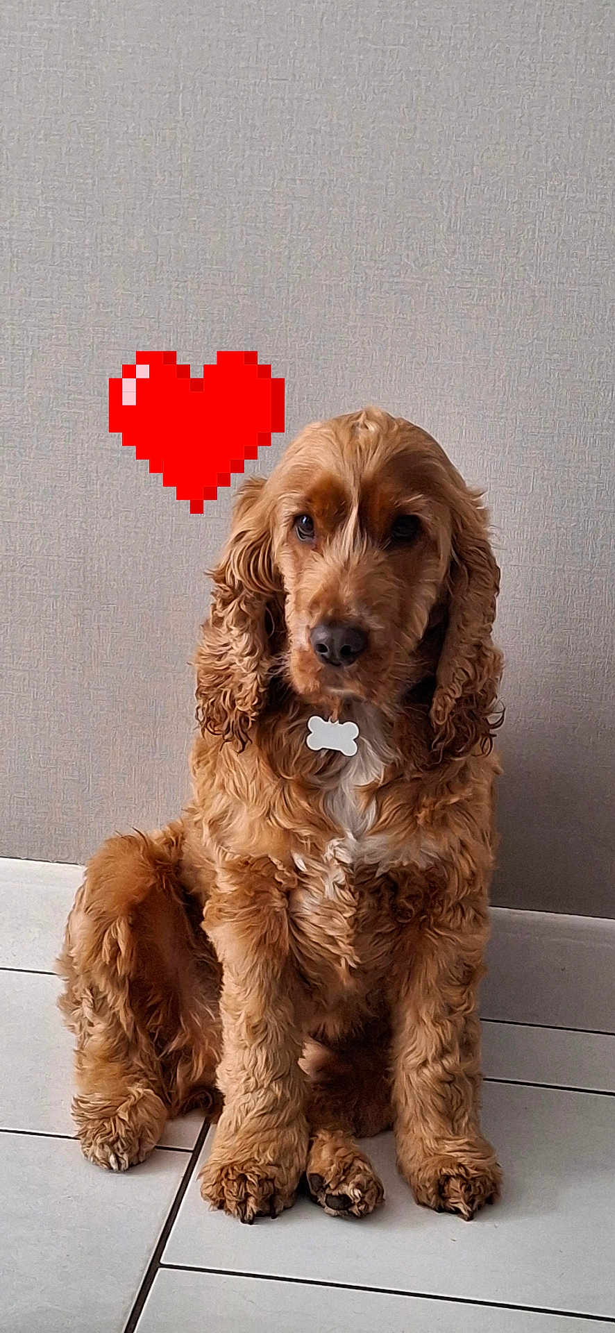 Rusty a rejoint le concours — aidez-le/la à gagner de superbes lots ! dog, cocker_spaniel, pet, indoor, floor, tile, wall, heart, pixel_art, love, animal, fur, collar, tag, sitting, cute, brown, portrait, companion, domestic