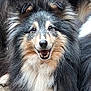Jenny Lee participe au concours pour gagner de l'argent avec cette photo : animal, canine, cute, dog, ears, eyes, face, fluffy, friendly, fur, happy, muzzle, nose, outdoor, pet, portrait, shetland_sheepdog, smiling, tongue, tricolor